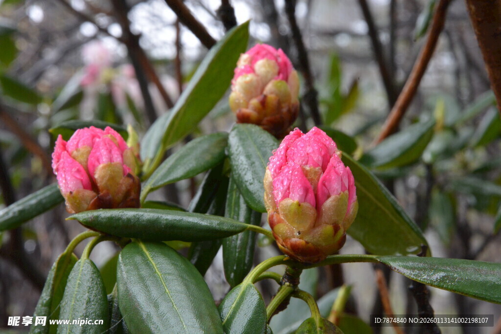 娇艳山茶花骨朵初绽