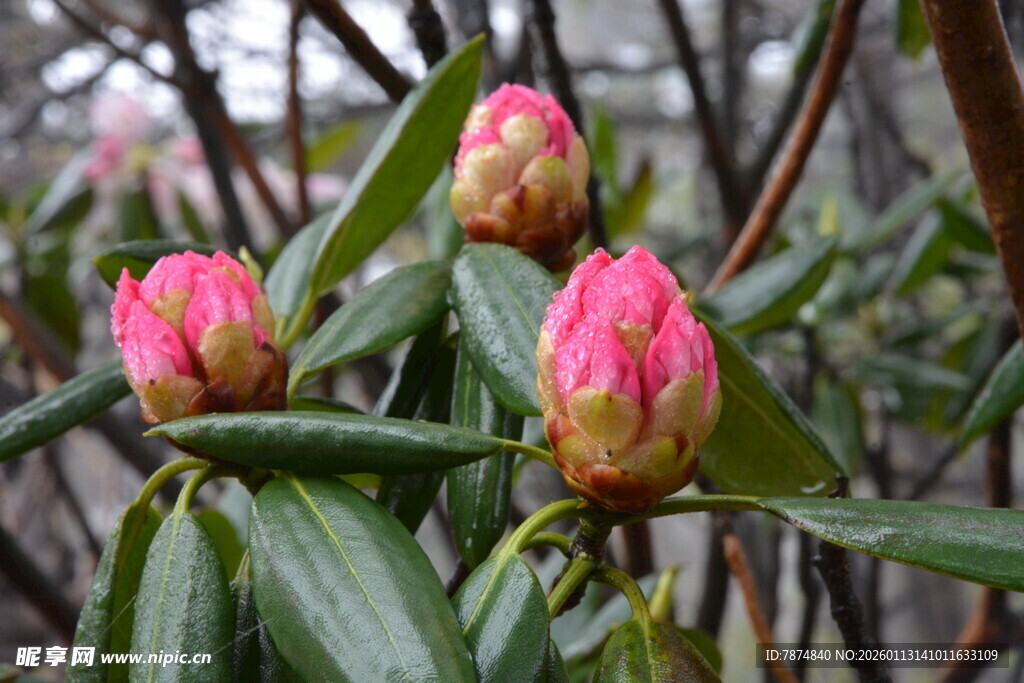 娇艳欲滴的山茶花骨朵