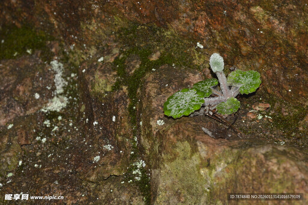 岩石缝隙中的嫩绿小植物
