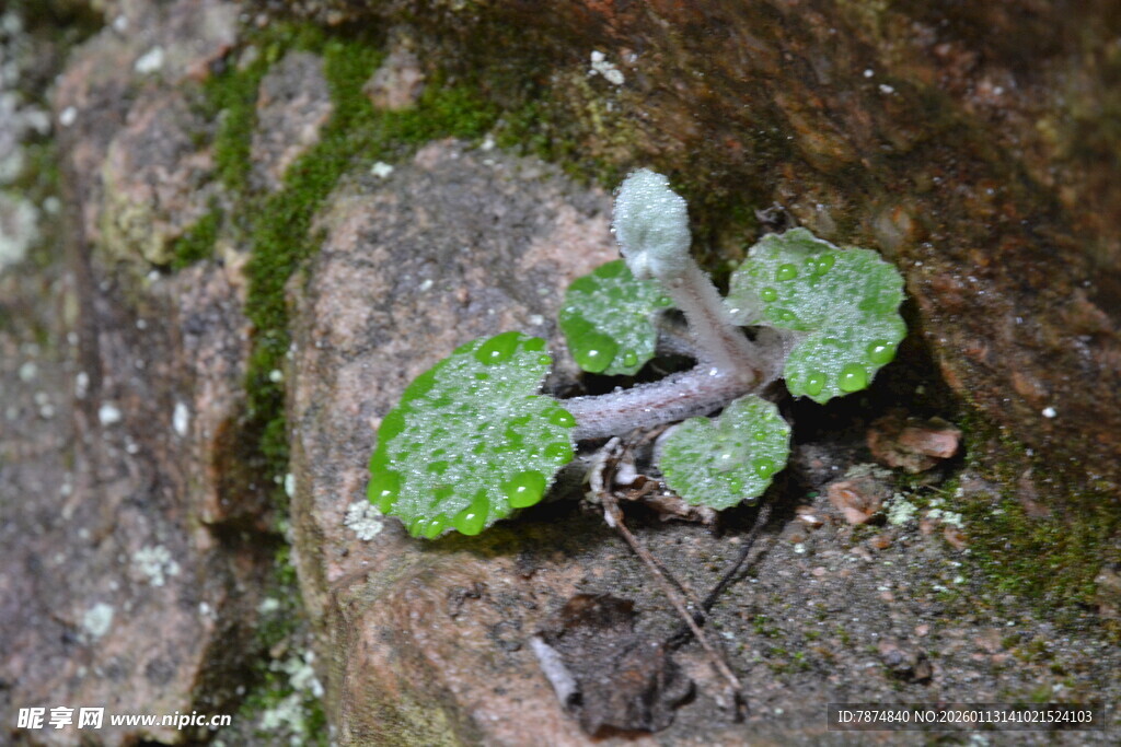 岩石上的嫩绿小植物