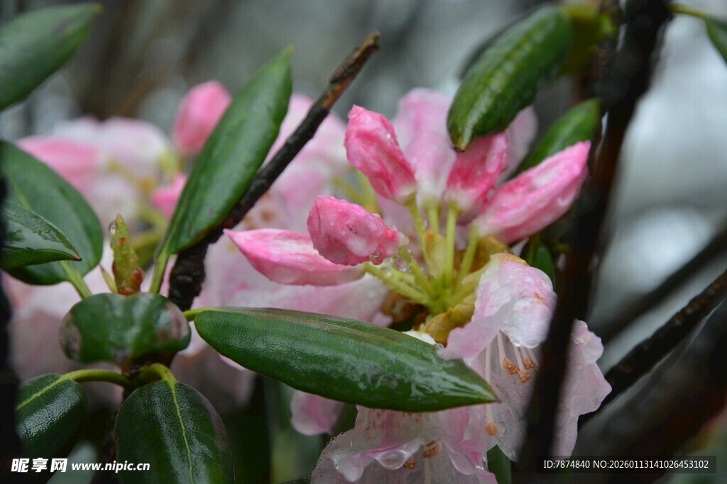 娇艳欲滴的粉色花卉绽放