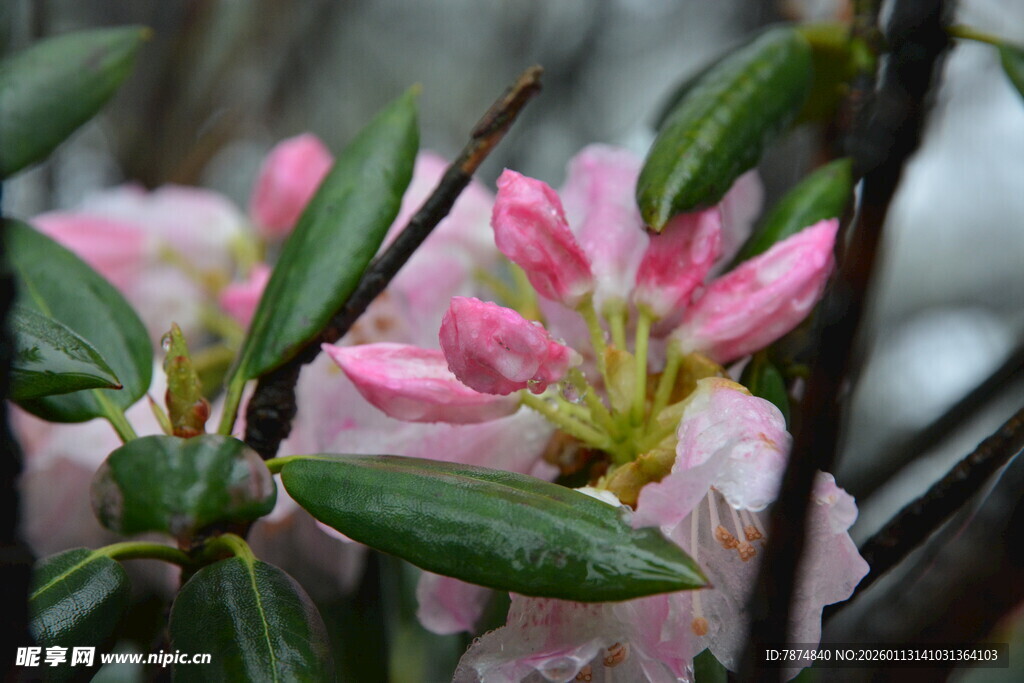 雨中绽放的娇艳杜鹃花