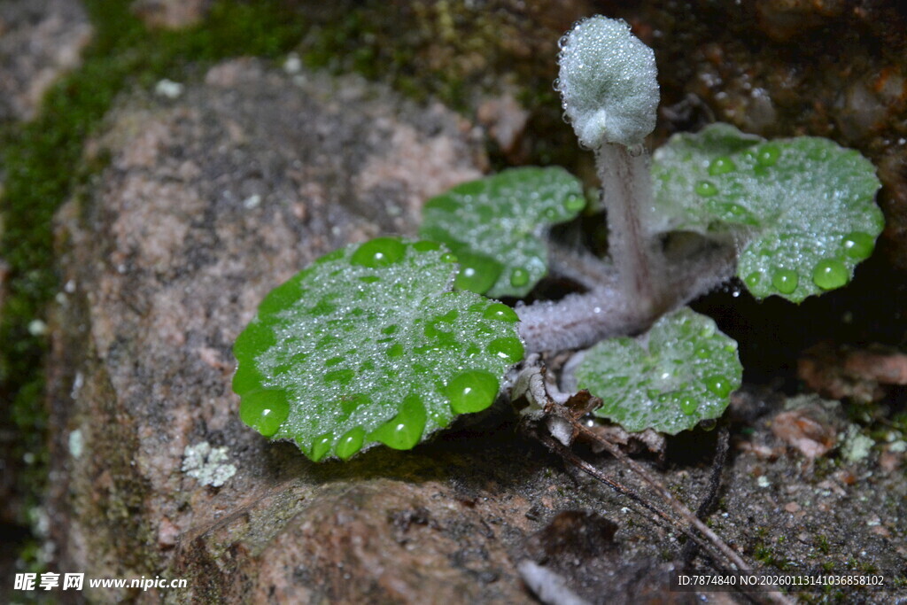 嫩绿带斑小植物特写