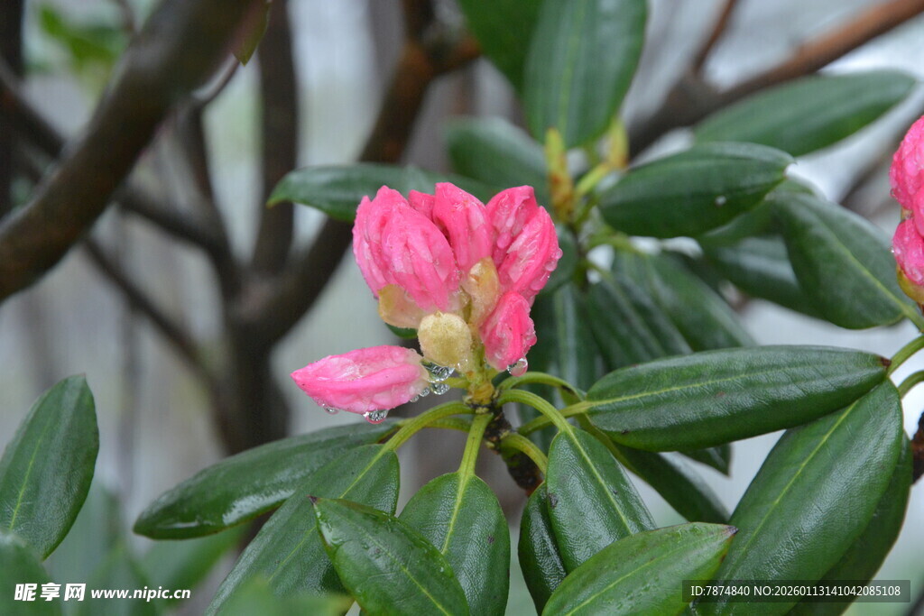 娇艳粉色杜鹃花绽放