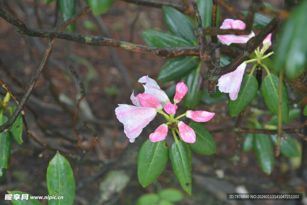 粉色绽放的美丽花卉