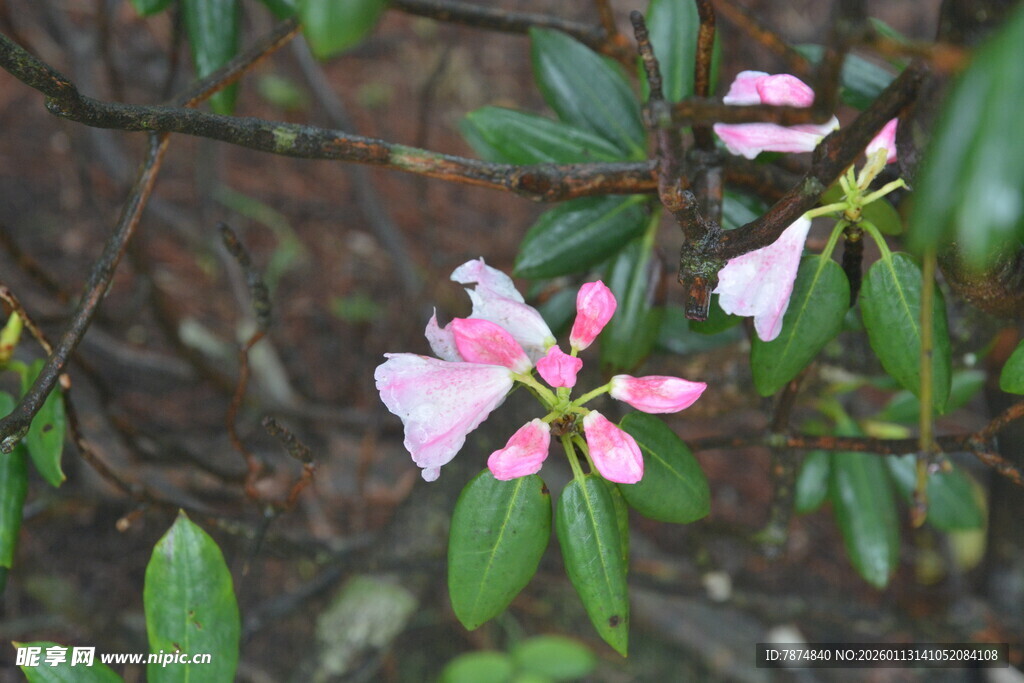 娇艳粉色杜鹃花绽放
