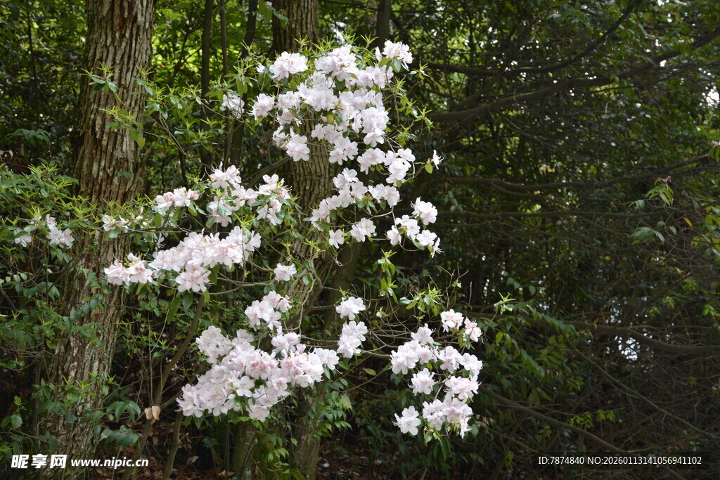 枝头繁花绽放于林间