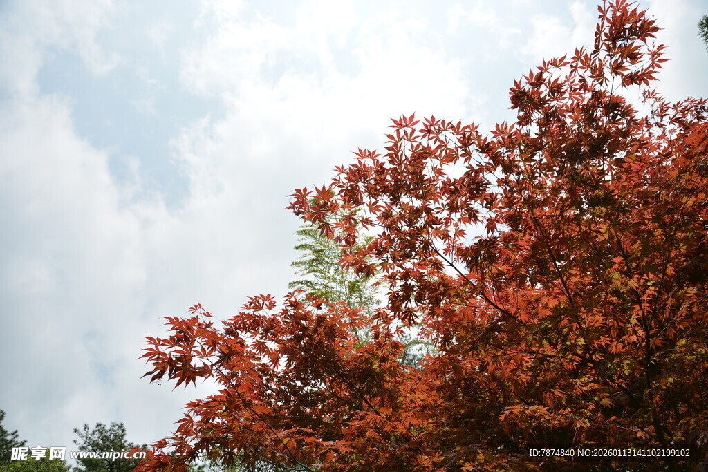 秋日红枫映蓝天