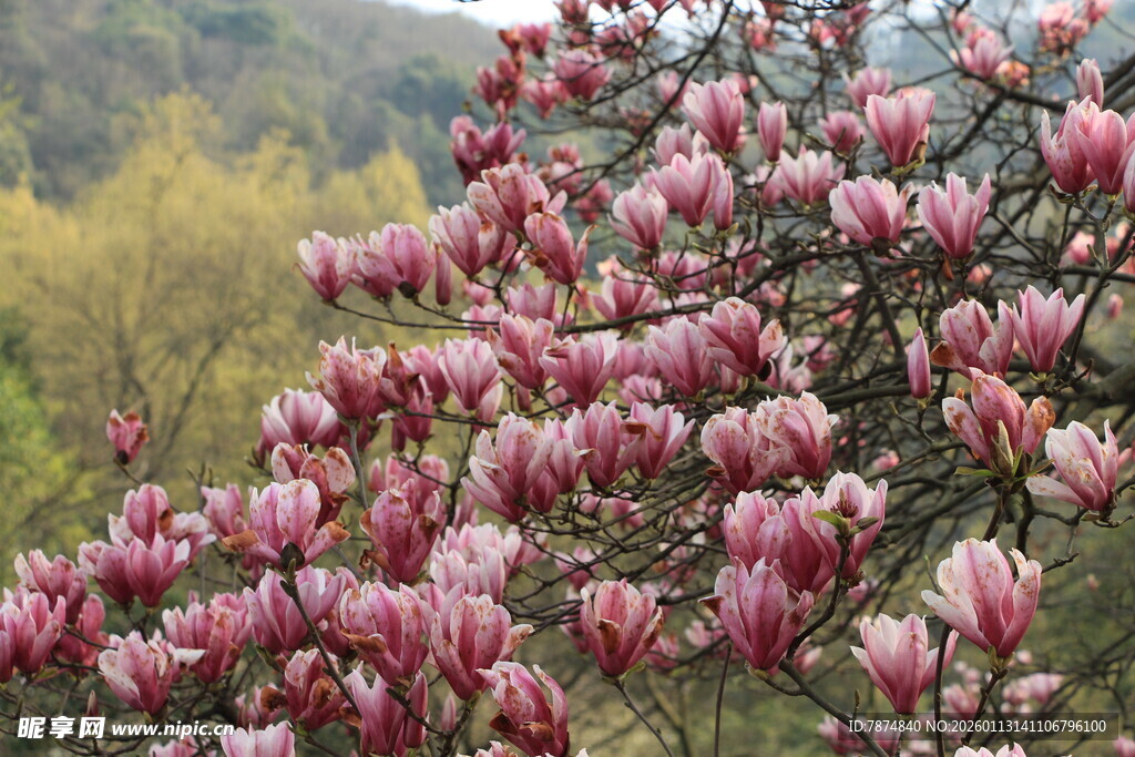 盛开的粉色玉兰花