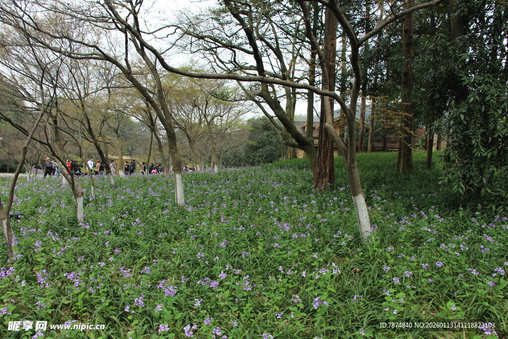 林间蓝花绽放的春日景致
