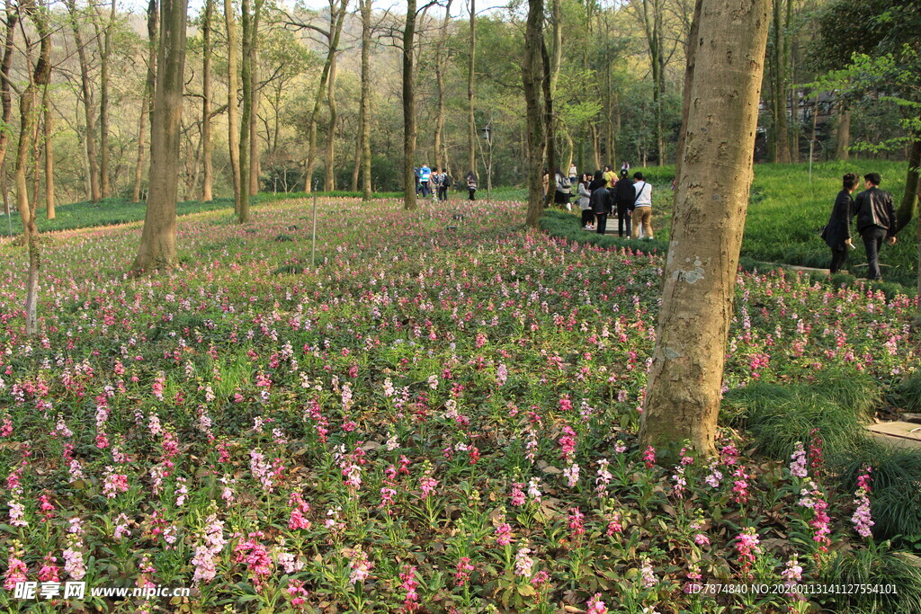 林间繁花盛开的美丽景致