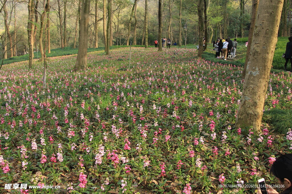 林间烂漫花海迷人景象