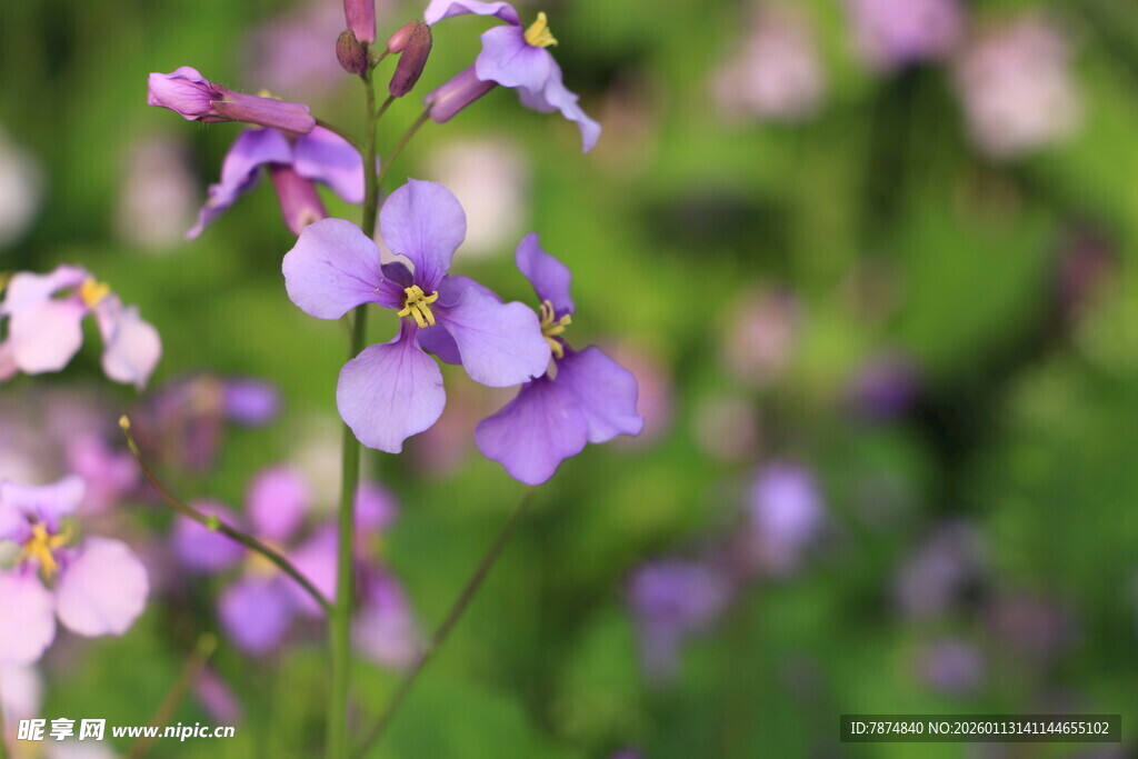 紫色小花绽放于绿野间