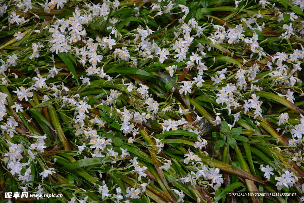白色小花铺满绿色草地
