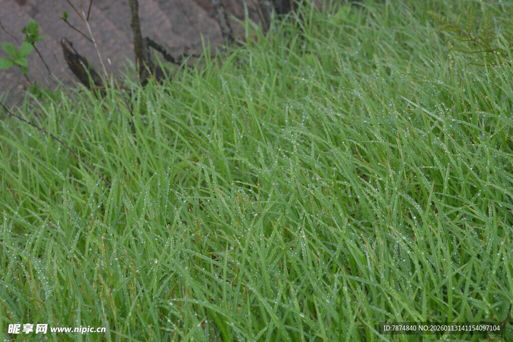 嫩绿茂盛草地景观