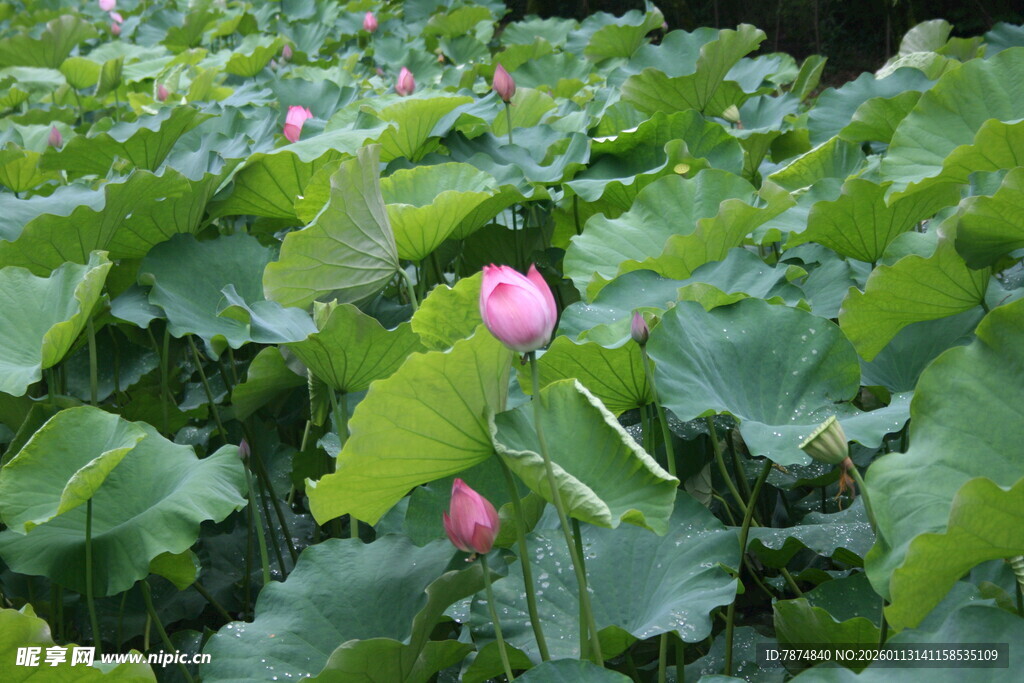 夏日荷塘中的粉嫩荷花