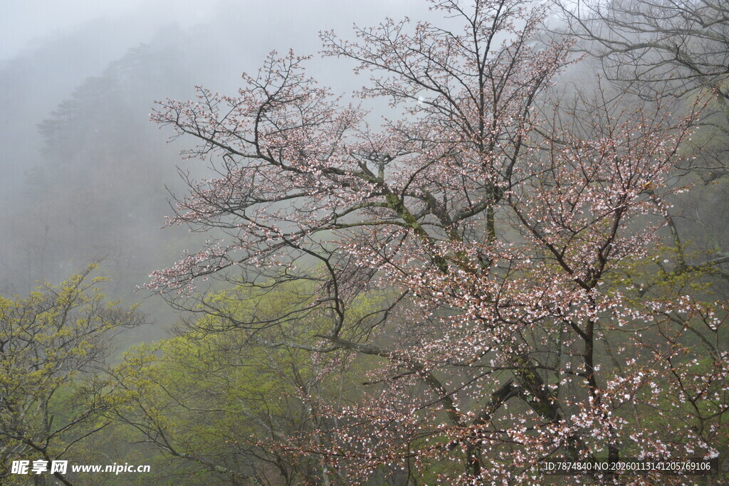 雾中绽放的粉嫩樱花树