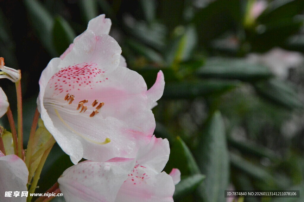 娇艳粉色杜鹃花特写