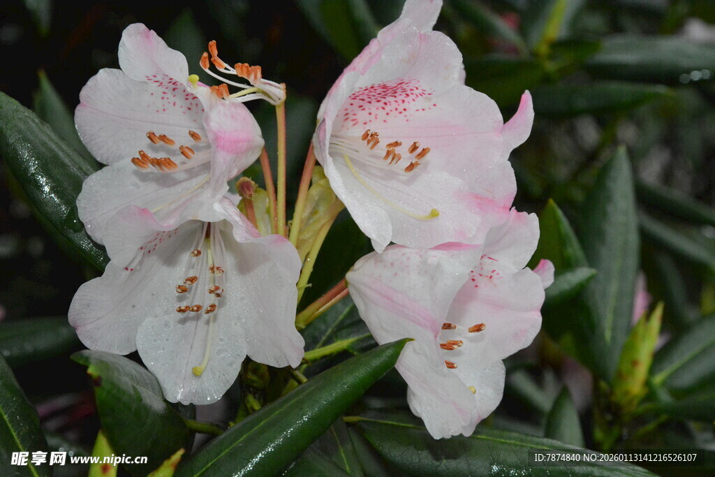 娇艳欲滴的白色杜鹃花