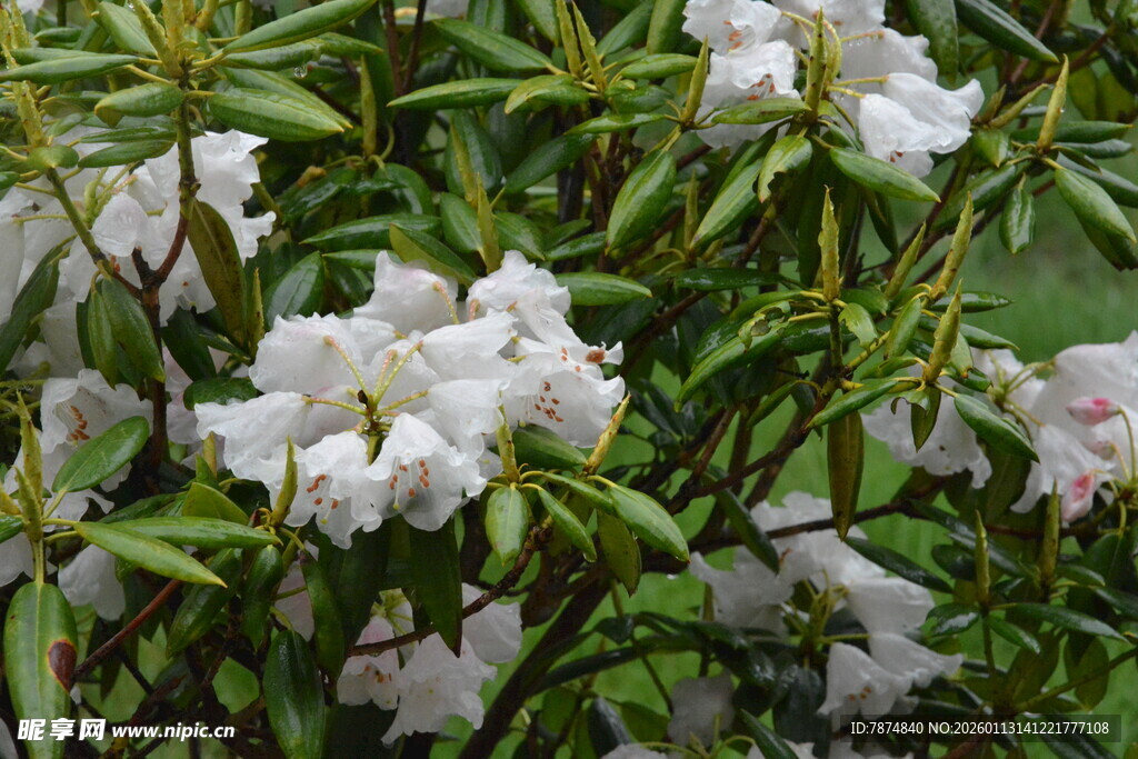 白色杜鹃花绽放
