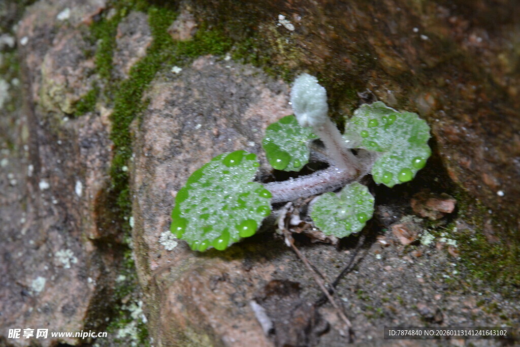 岩石上的嫩绿小植物