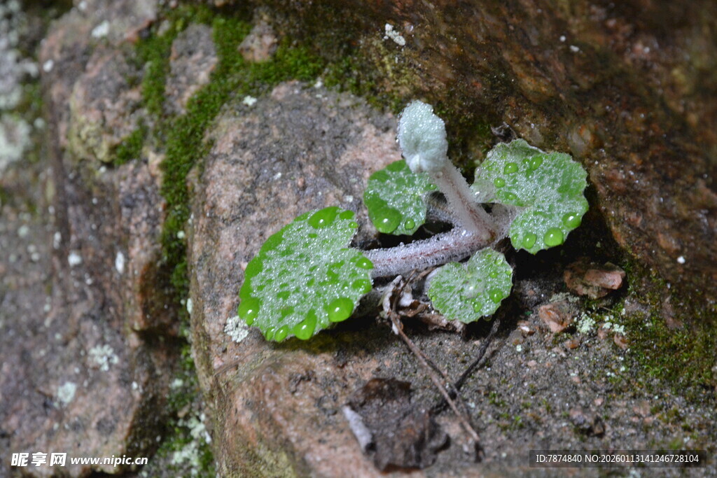 岩石上的嫩绿小植物
