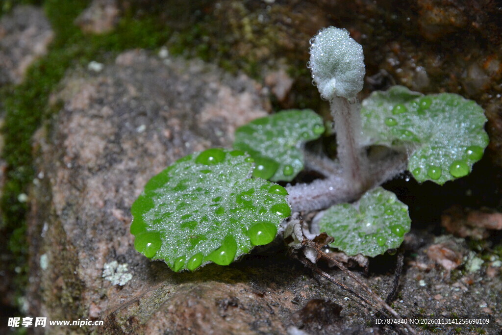 岩石上的可爱小绿植