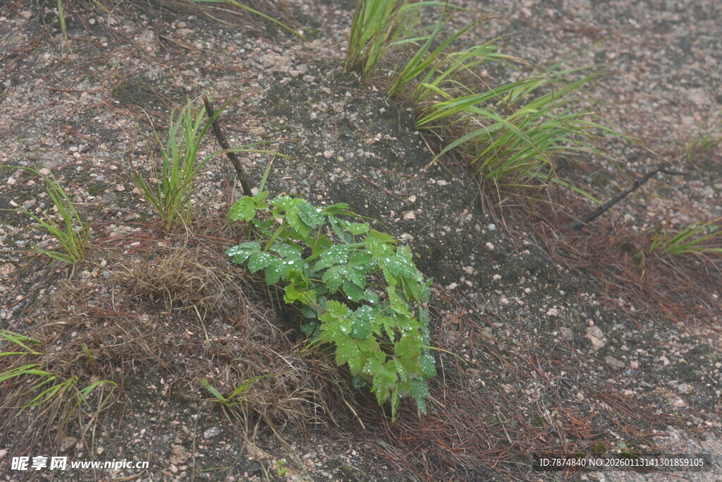 破土而出的嫩绿植物