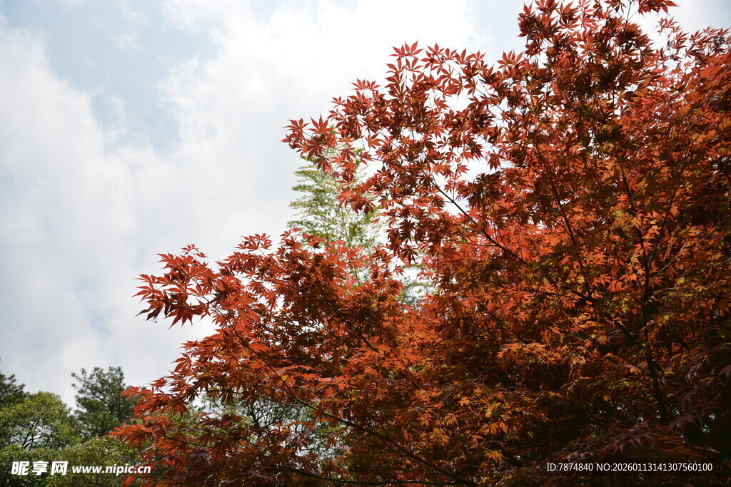 秋日红枫映蓝天