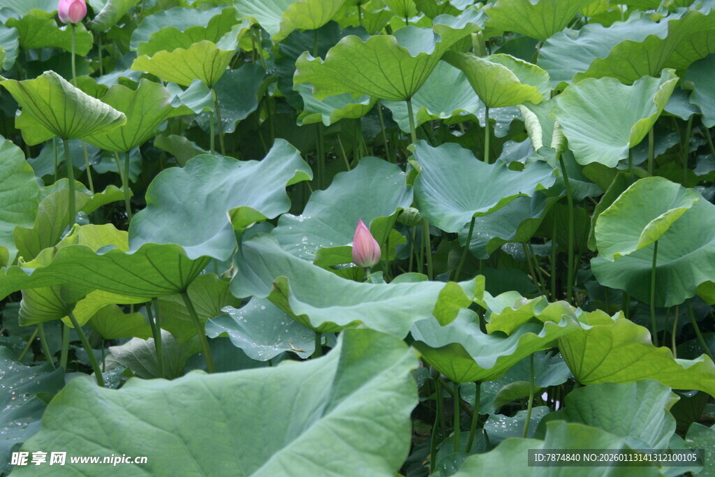 荷塘绿叶间的粉嫩荷花
