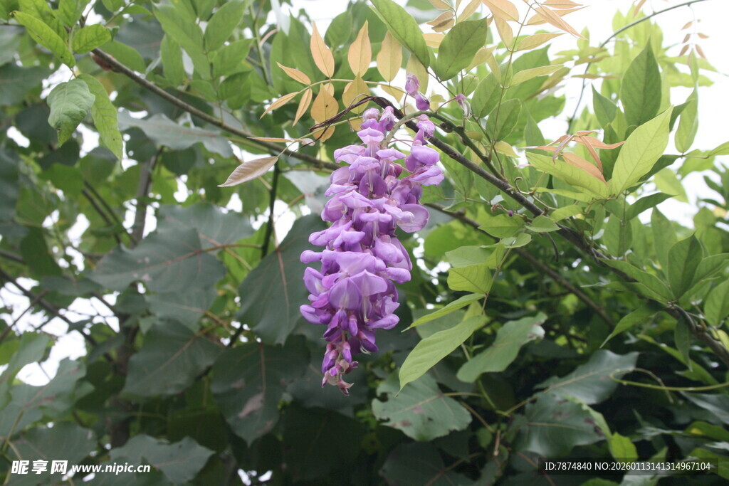 紫藤花垂挂于绿叶间
