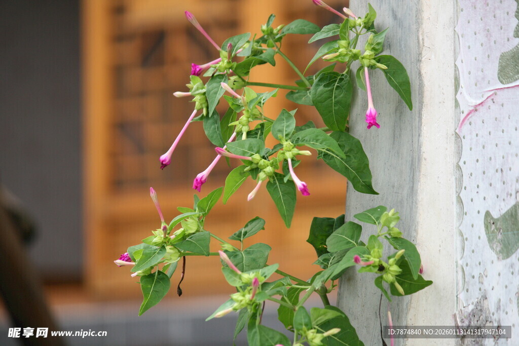 墙边绽放的垂吊小花