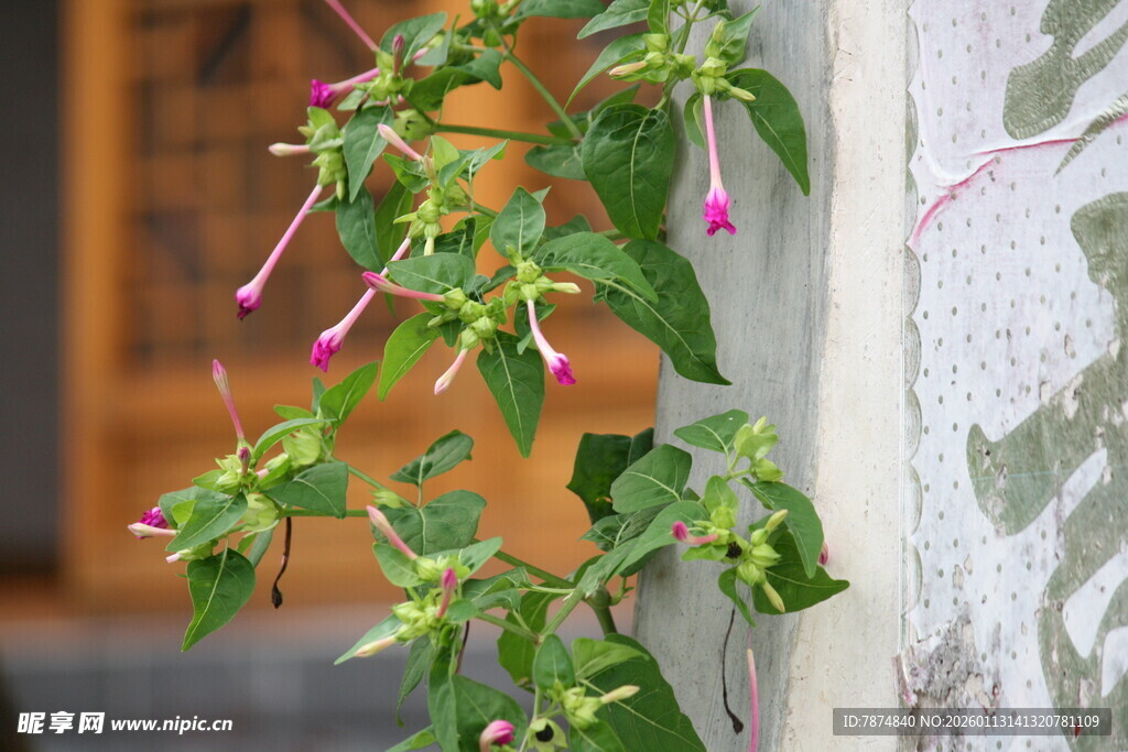 垂吊紫花绿植生机盎然
