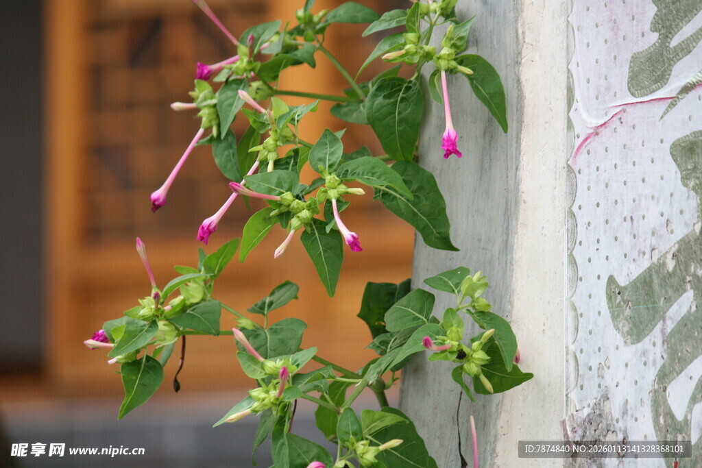 垂吊绿植 绽放灵动之美