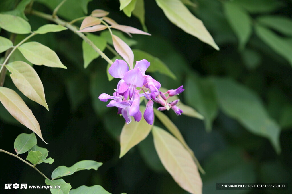 紫色小花绽放绿叶间