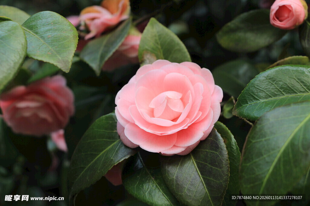 娇艳粉色山茶花绽放