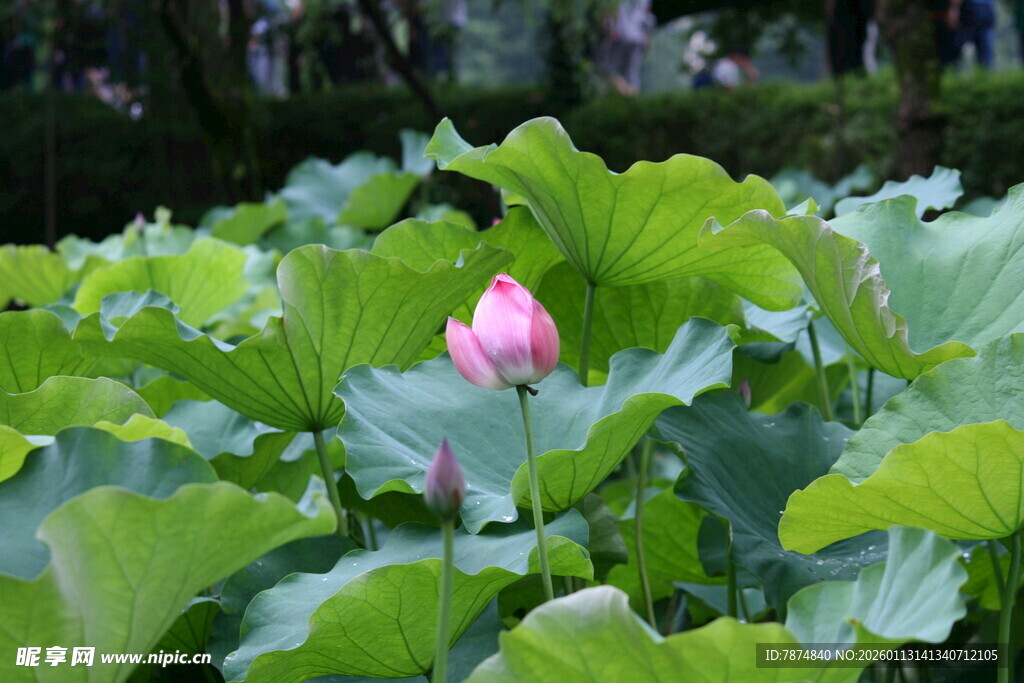 荷塘中绽放的娇艳荷花