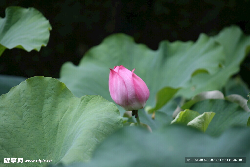 含苞待放的粉嫩荷花