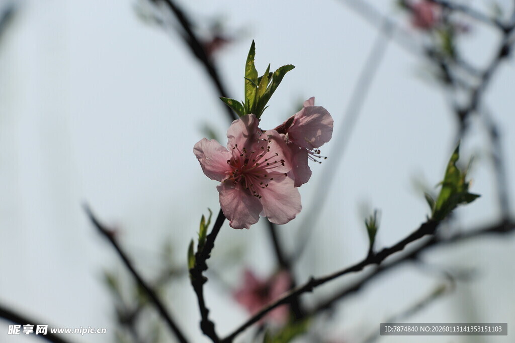 枝头绽放的娇艳桃花