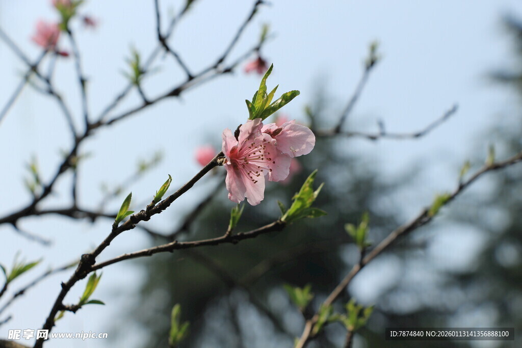 枝头绽放的粉嫩桃花