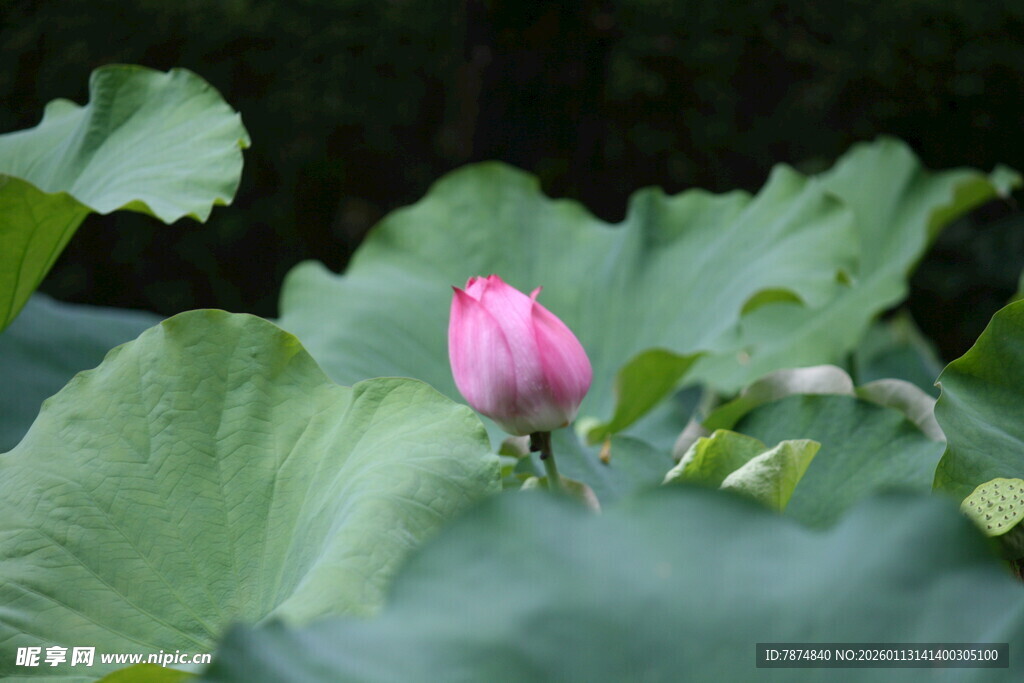 含苞待放的娇艳荷花
