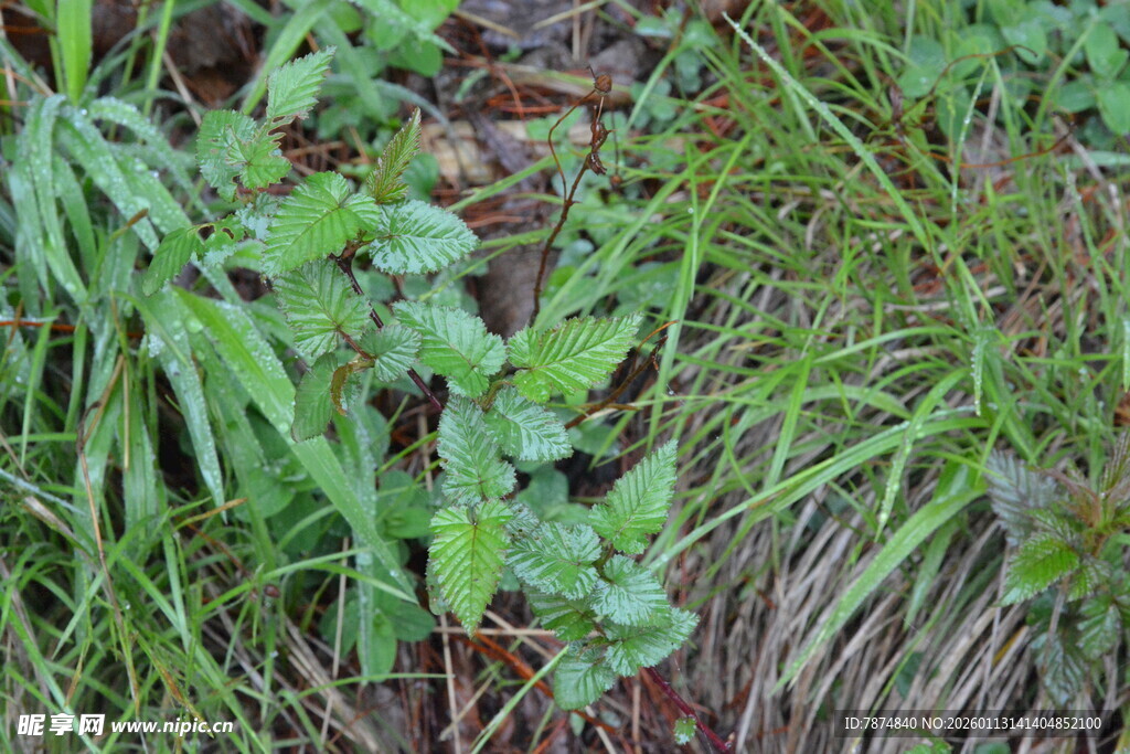 地面上的绿色植物群落