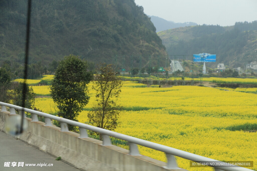 公路旁的大片金黄油菜花田