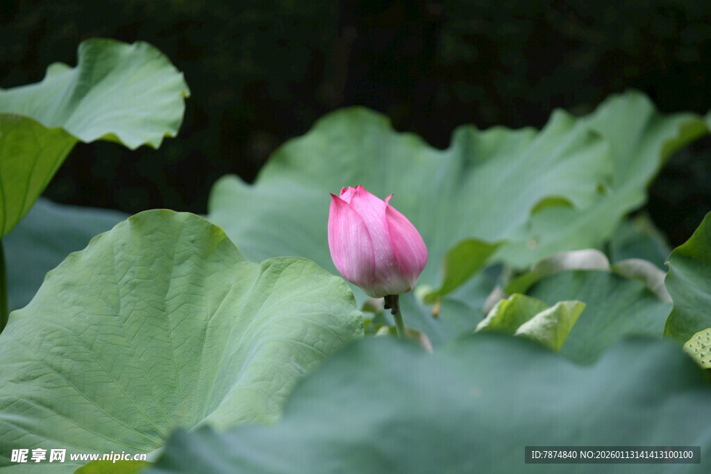 含苞待放的娇艳荷花