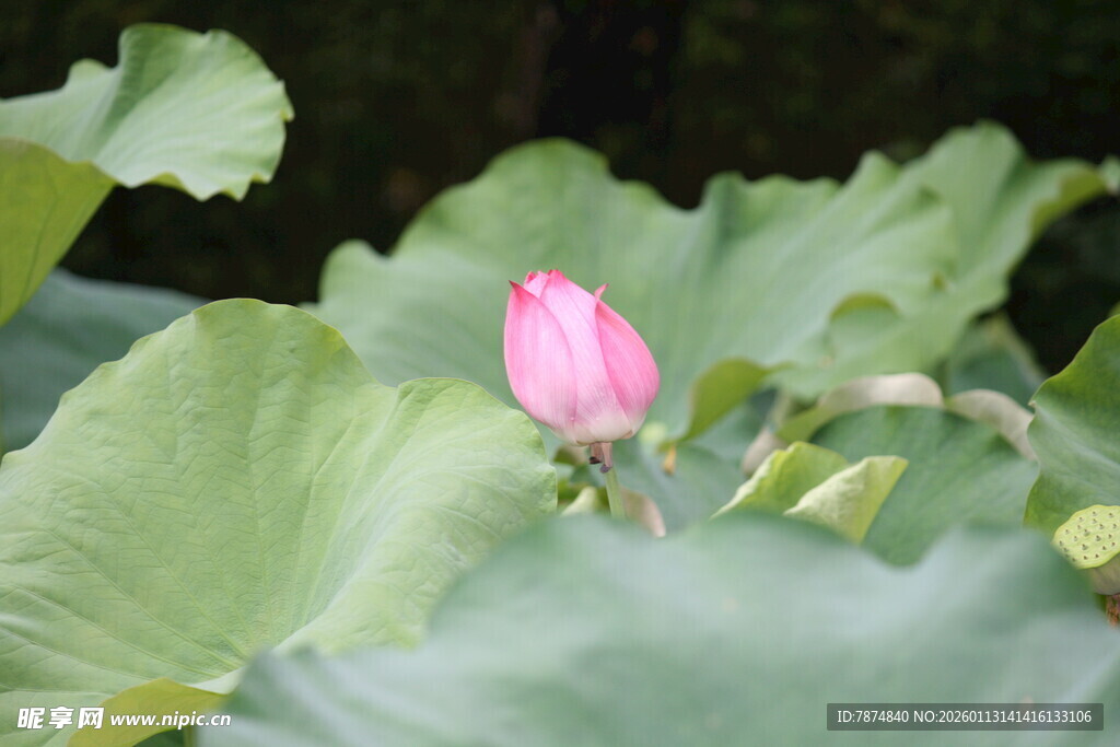 含苞待放的娇艳荷花