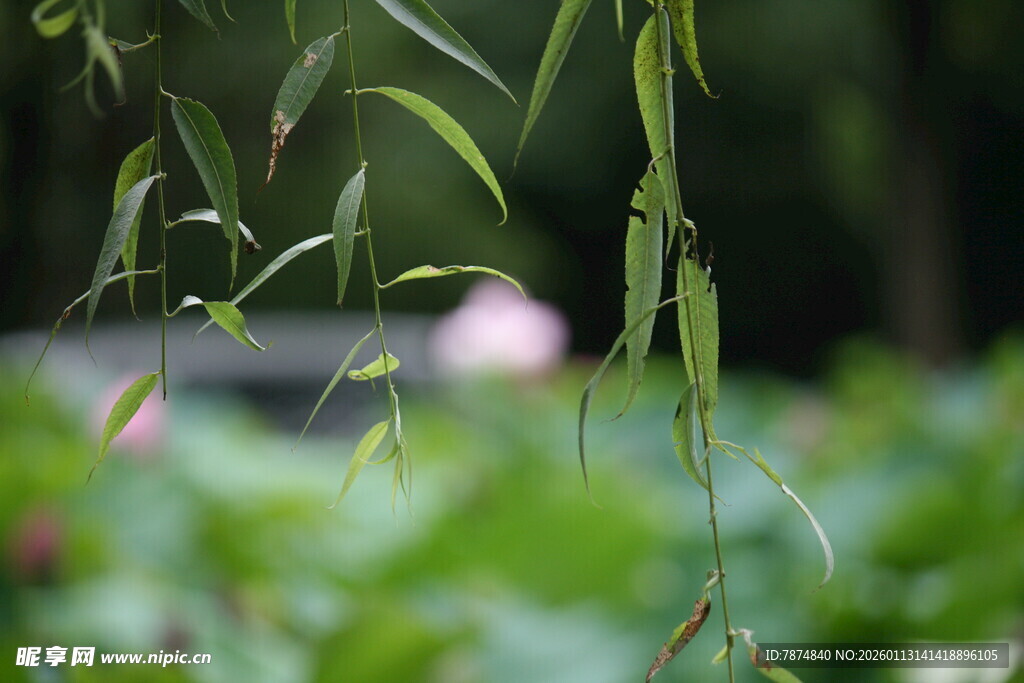 垂柳下的朦胧荷塘景致