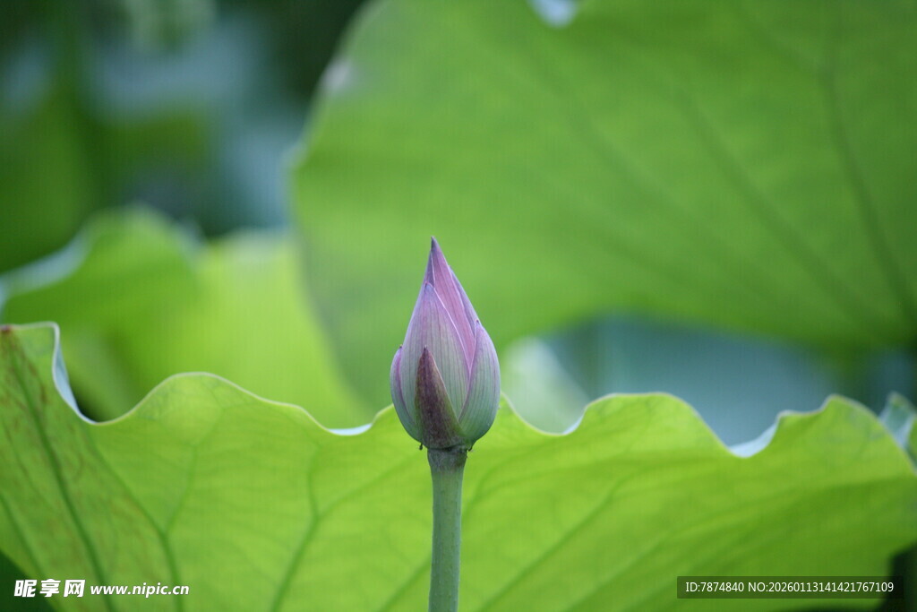 含苞待放的荷花