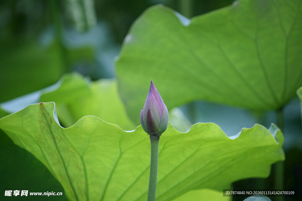 含苞待放的清新荷花