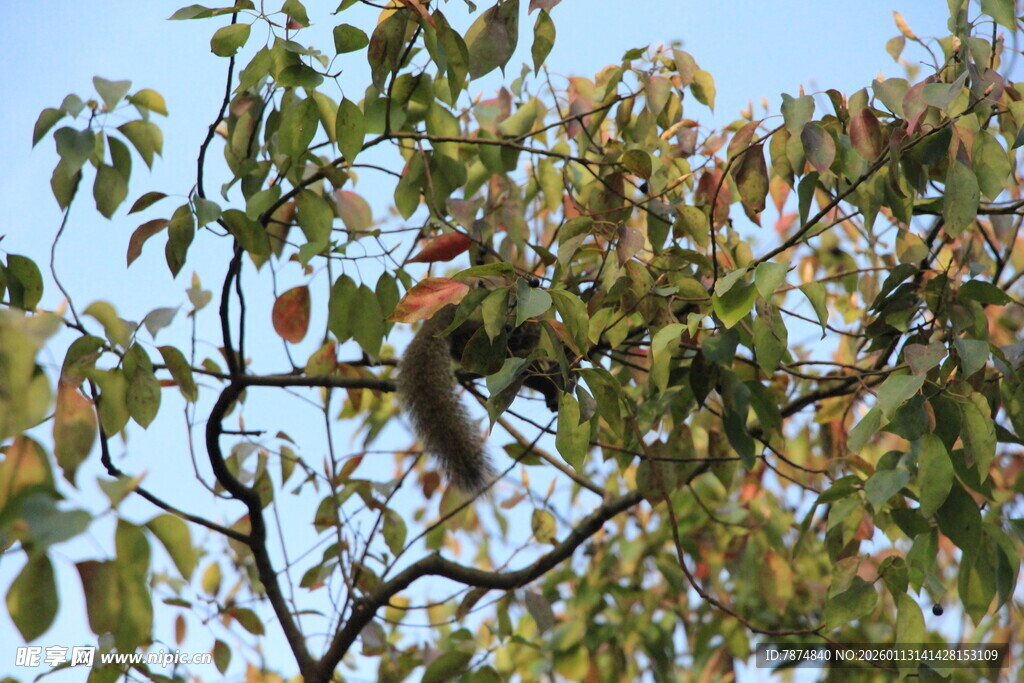 树上松鼠 绿叶间的灵动身影