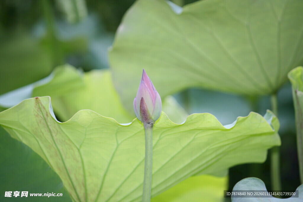 含苞待放的粉嫩荷花